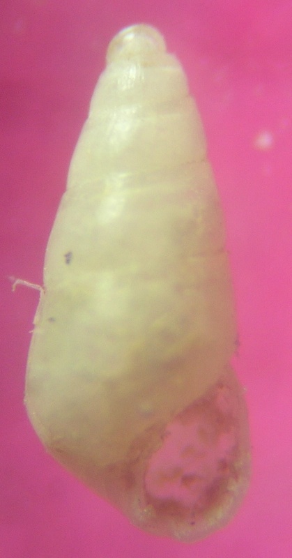 Odostomia sp.