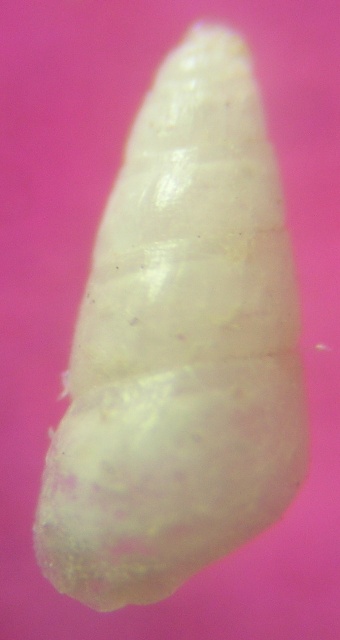 Odostomia sp.