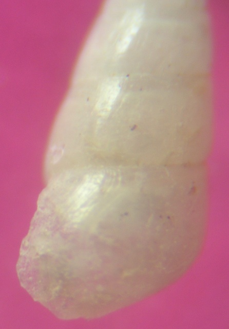 Odostomia sp.