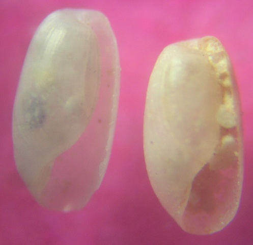 Cylichnina cfr. nitidula