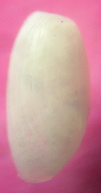 Cylichnina cfr. nitidula