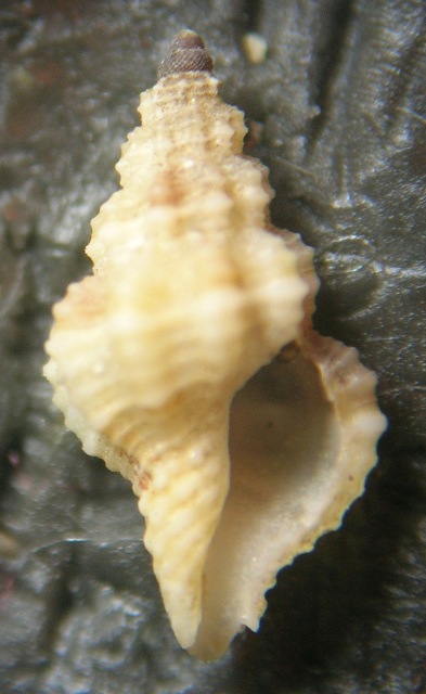 Pleurotomella demosia