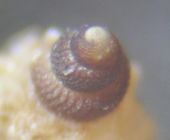 Pleurotomella demosia