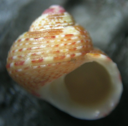 Gibbula turbinoides (Deshayes, 1835)