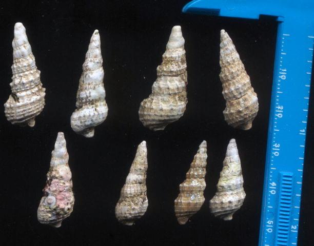 Cerithium scabridum