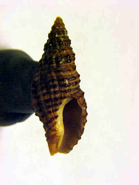 Pollia scabra