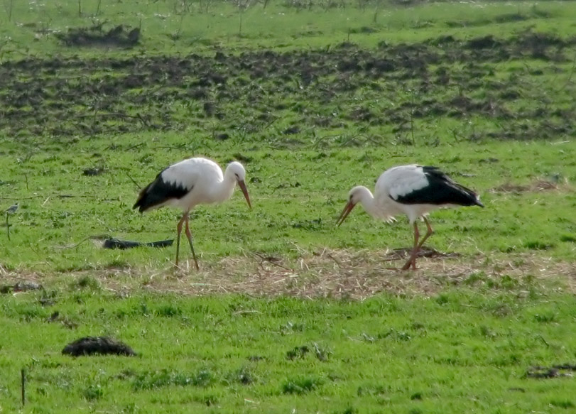 Cicogna bianca - Ciconia ciconia. Vita da ......