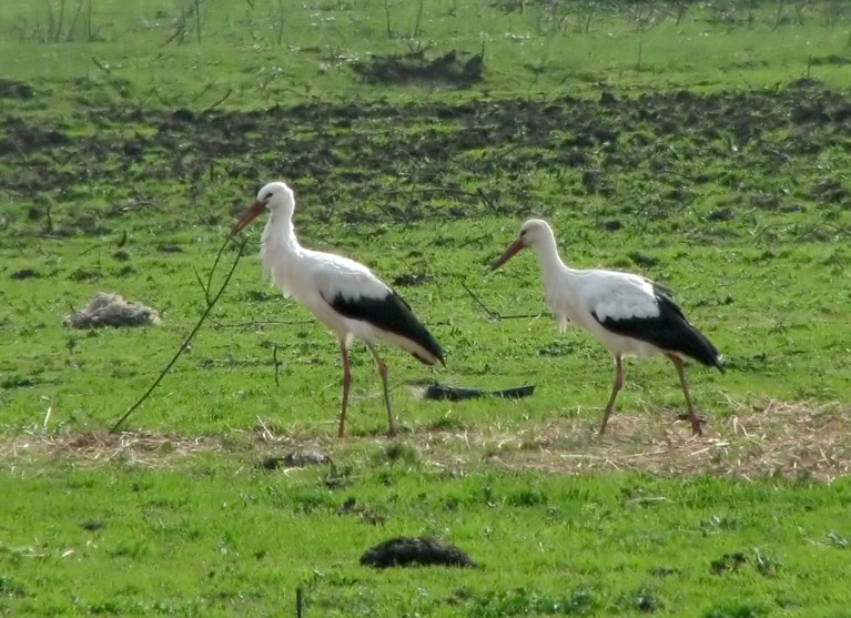 Cicogna bianca - Ciconia ciconia. Vita da ......