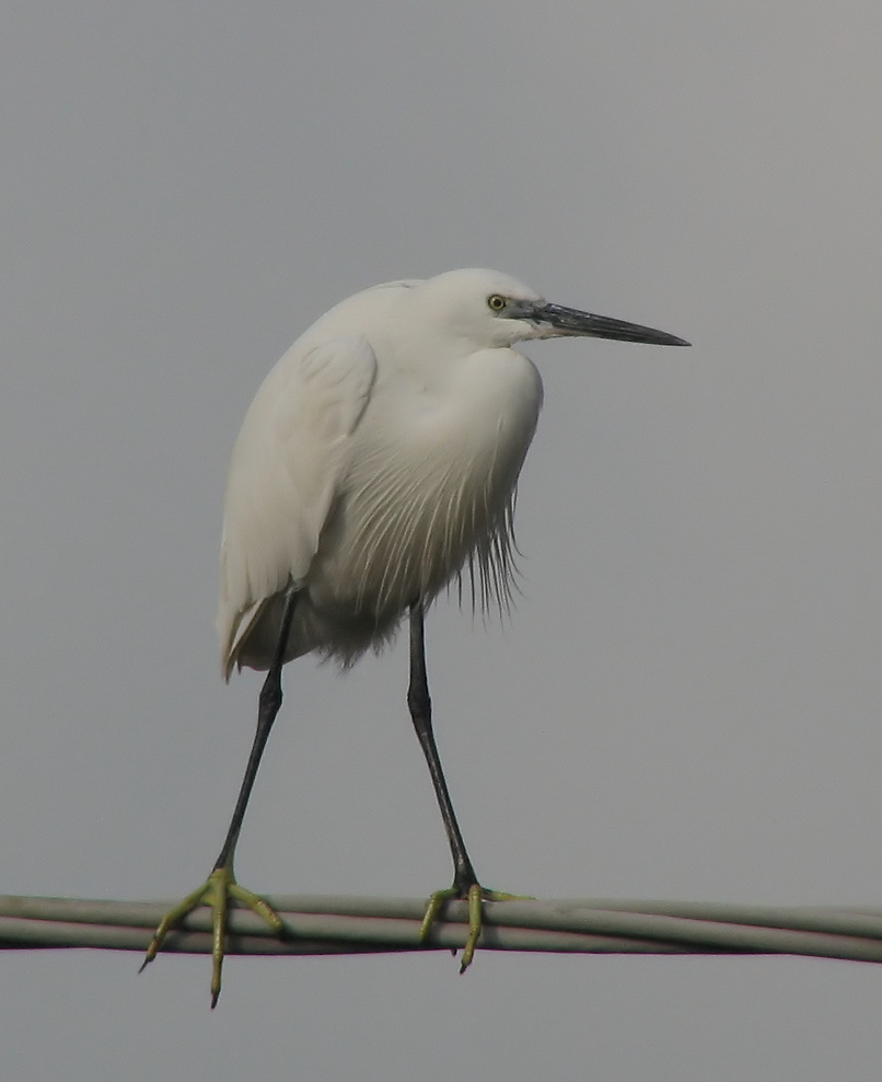 Garzetta - Egretta garzetta