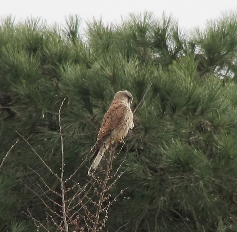 Gheppio - Falco tinnunculus