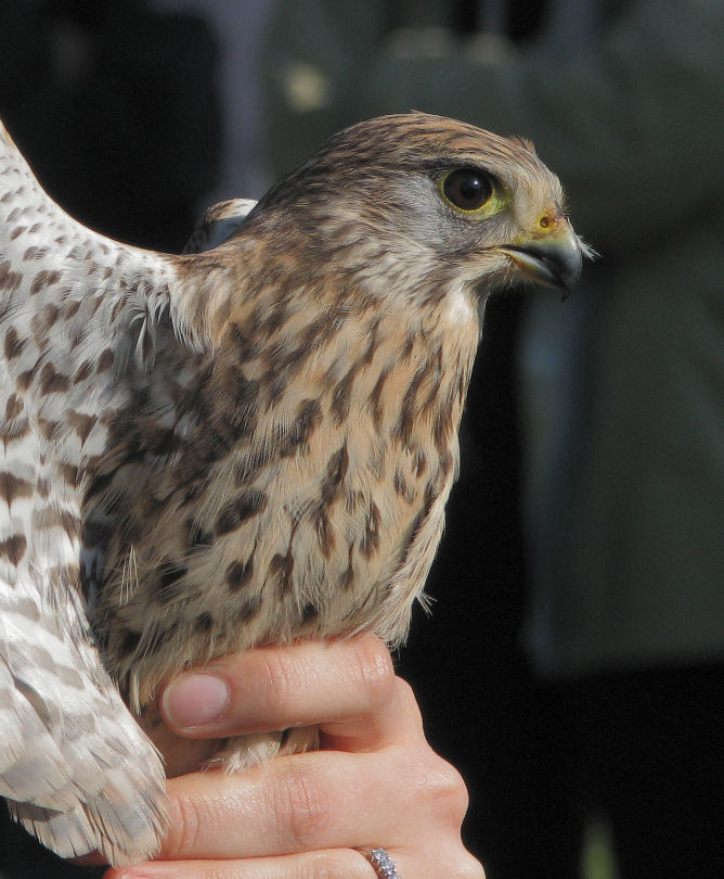 Gheppio - Falco tinnunculus