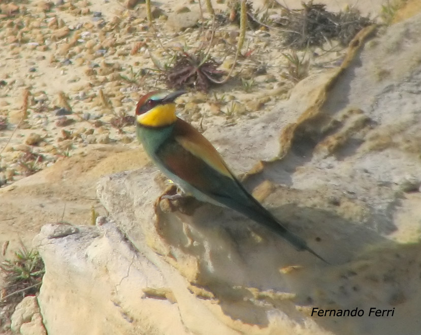 Gruccioni - Merops apiaster