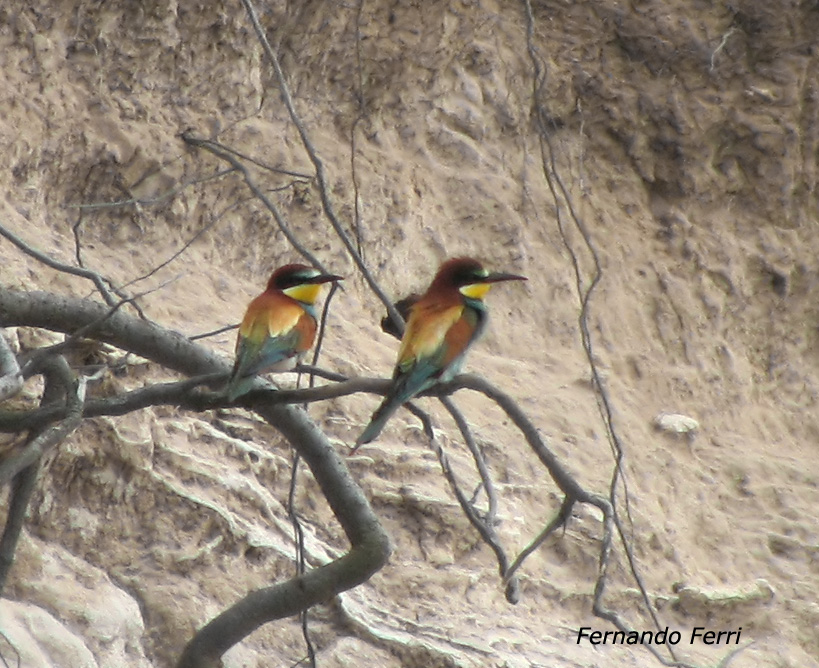 Gruccioni - Merops apiaster