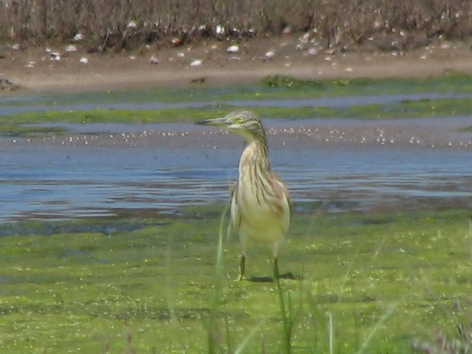 Sgarza ciuffetto