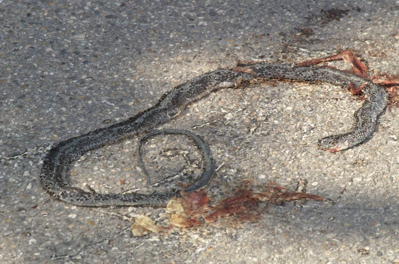 Un serpente nero di 4 metri nel Beneventano!