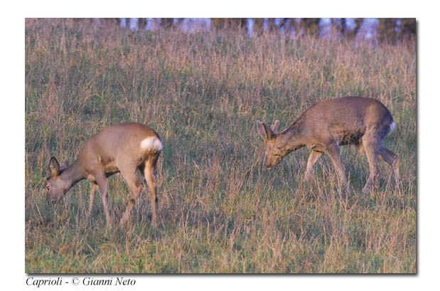 Caprioli Capreolus capreolus