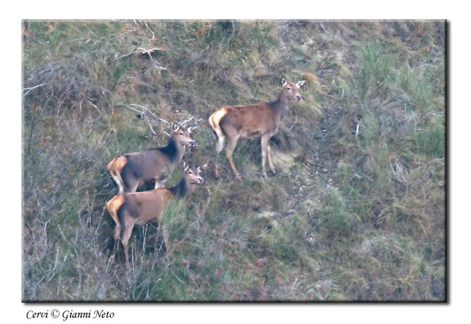 cervi Cervus elaphus