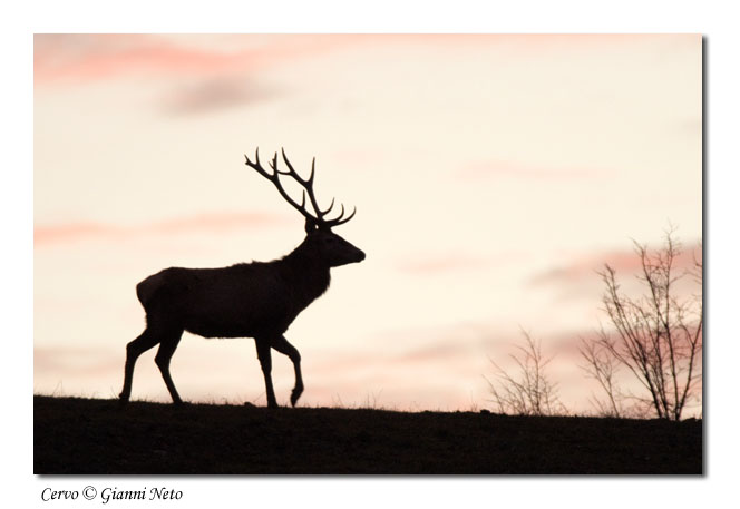 cervi Cervus elaphus