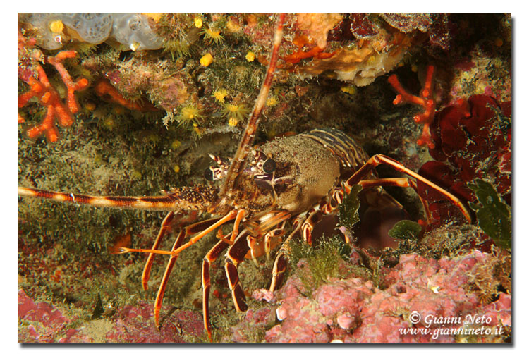 Palinurus elephas (Fabricius, 1787)