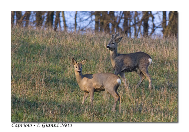 Caprioli Capreolus capreolus