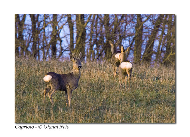 Caprioli Capreolus capreolus