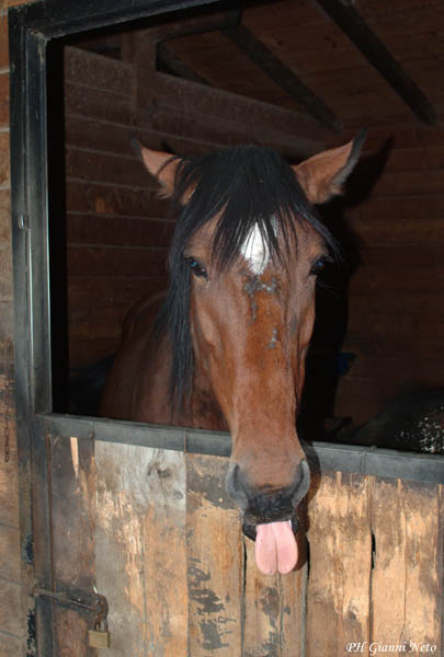 Dopo gatti e cani parliamo del Cavallo?