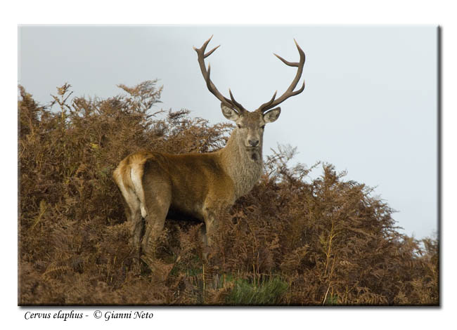 cervi Cervus elaphus