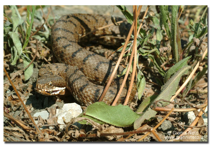 Vipera