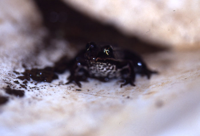 Che rana ? Pelophylax sp. (BA)