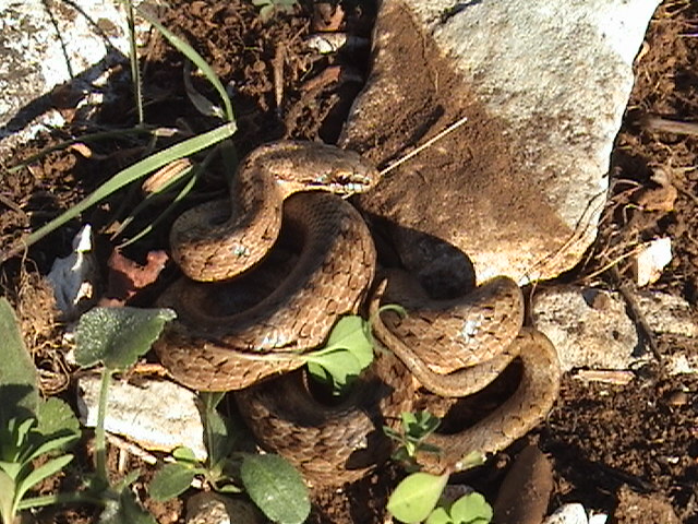 Coronella austriaca