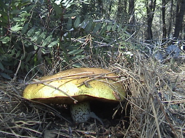 aiuto! funghi da determinare