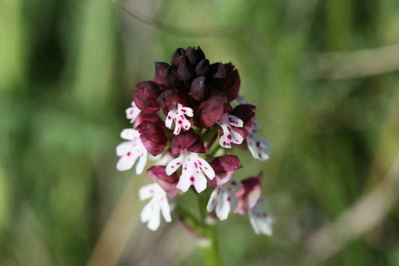 Orchis ustulata