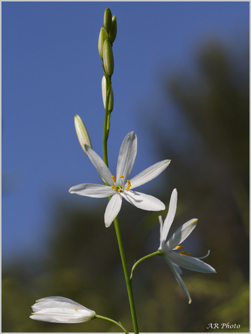 Anthericum liliago / Lilioasfodelo maggiore