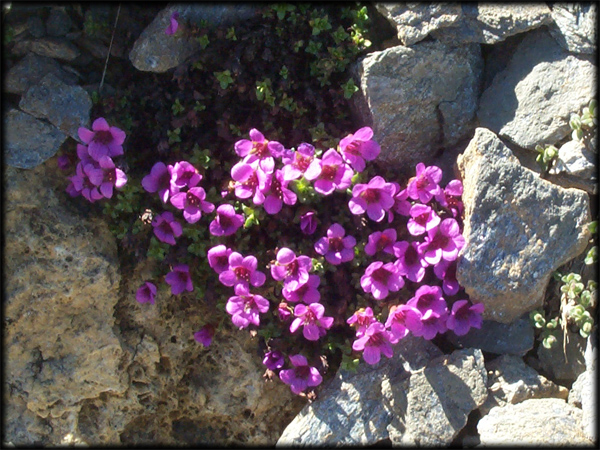 Saxifraga oppositifolia / Sassifraga a foglie opposte