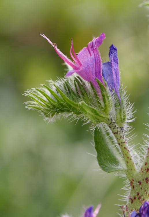 Echium vulgare / Viperina azzurra