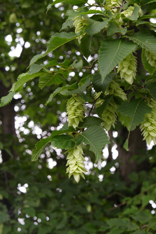 Ostrya carpinifolia / Carpino nero