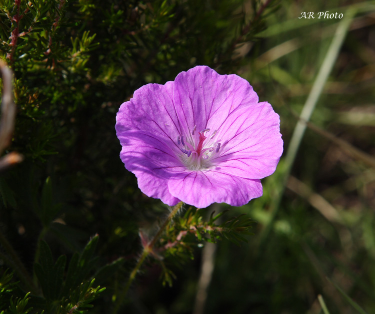 Tutto rosa: Gladiolus e Geranium