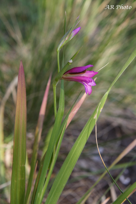 Tutto rosa: Gladiolus e Geranium