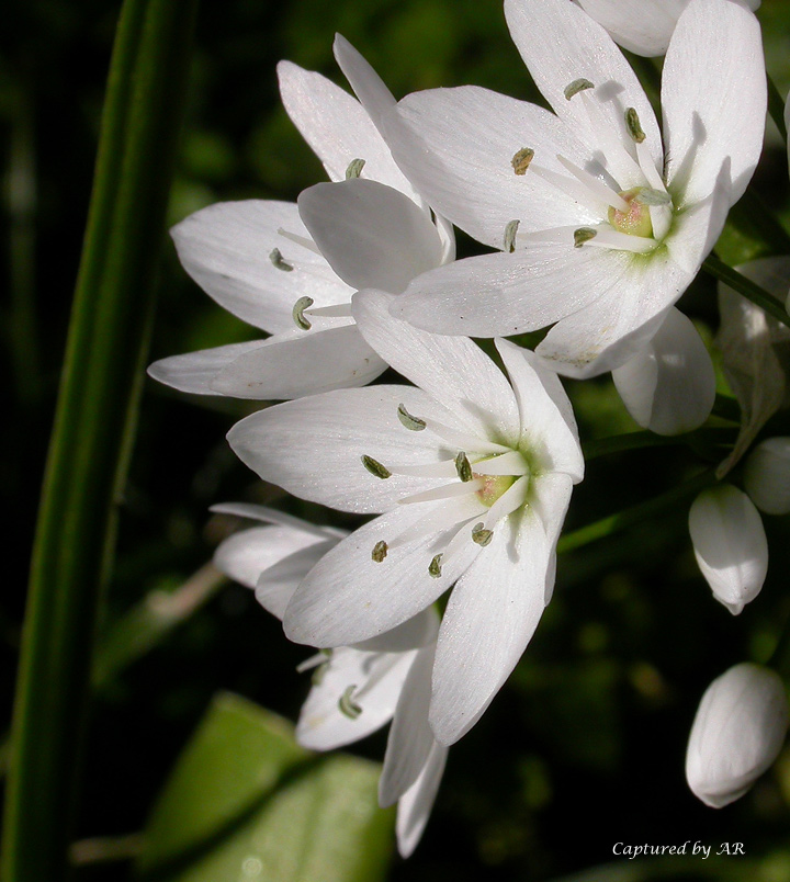 Allium cfr. neapolitanum  e Allium triquetrum