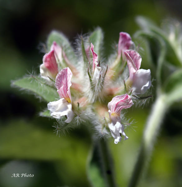 Urospermum dalechampii e Lotus hirsutus (=Dorycnium hirsutum)