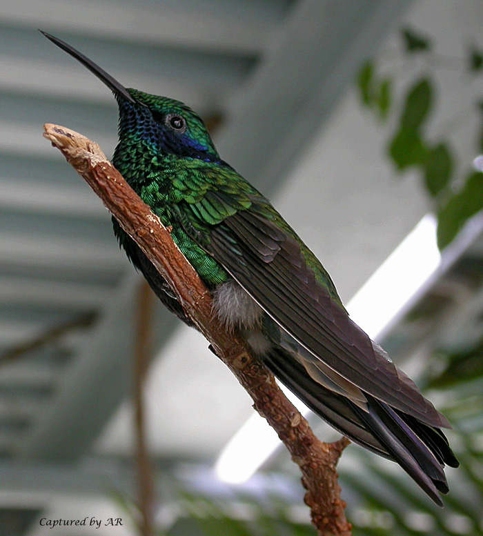 colibri