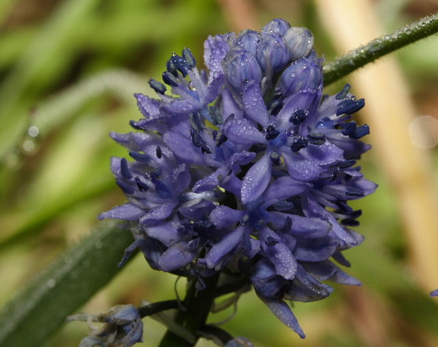 Fiori da identificare