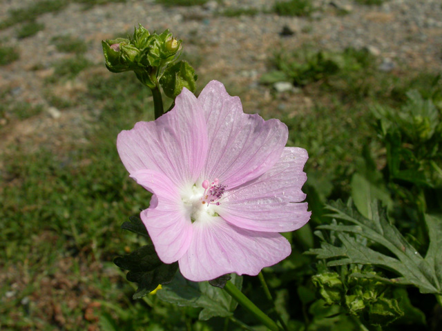 Fiori da identificare