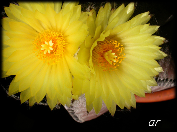 Astrophytum myriostigma / Cappello del prete (coltivata)