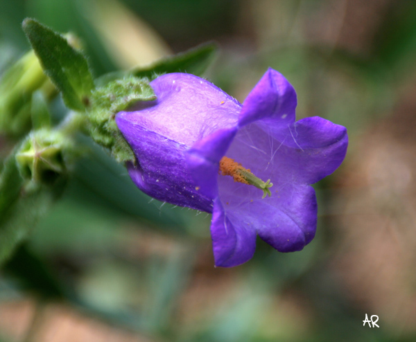 Campanula tracheliu