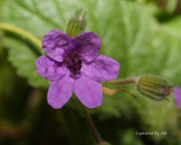 Alcuni scatti - Erodium sp.