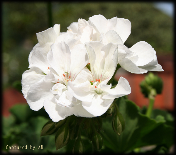 Bianco e candido - Pelargonium sp.