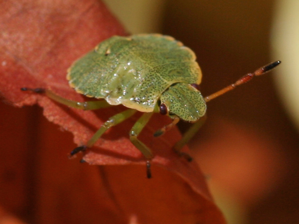 Palomena prasina