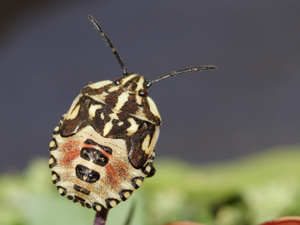 Ninfa di Carpocoris sp.