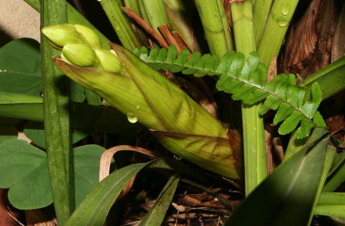 fioritura anticipata